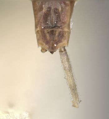 Media type: image;   Entomology 11235 Aspect: genitalia